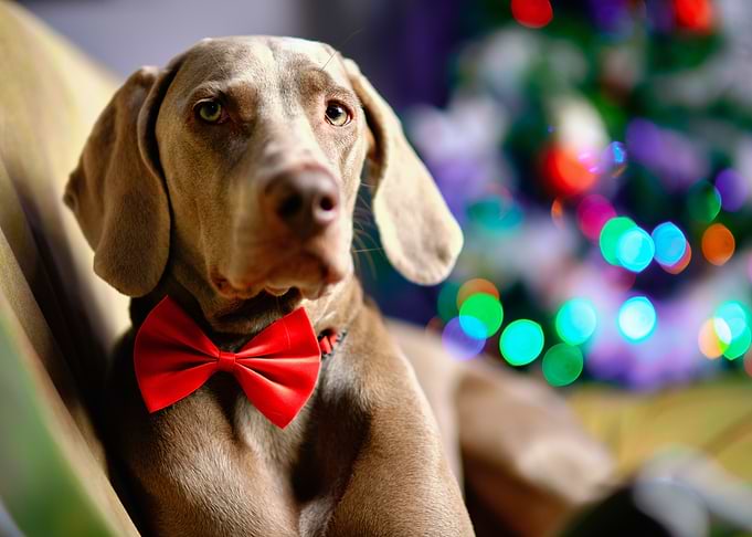 Weimaraner dog with Bow Tie Christmas Portrait