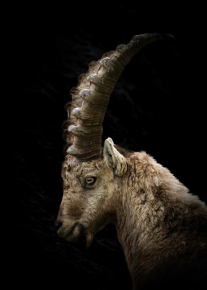 Alpine Ibex Portrait