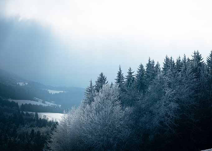Winter Forest Landscape