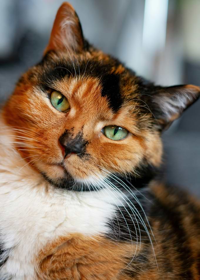 Calico Cat Portrait
