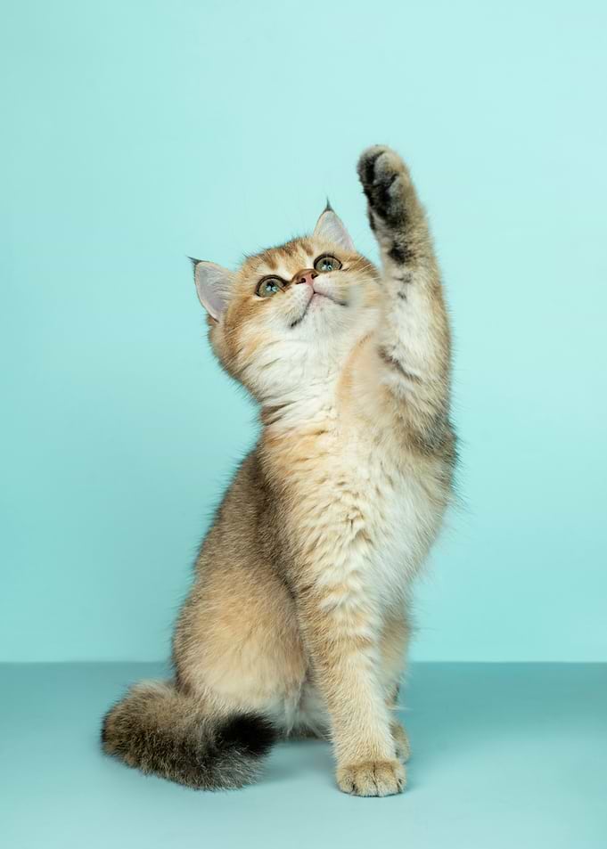 Golden Kitten Reaching Upward