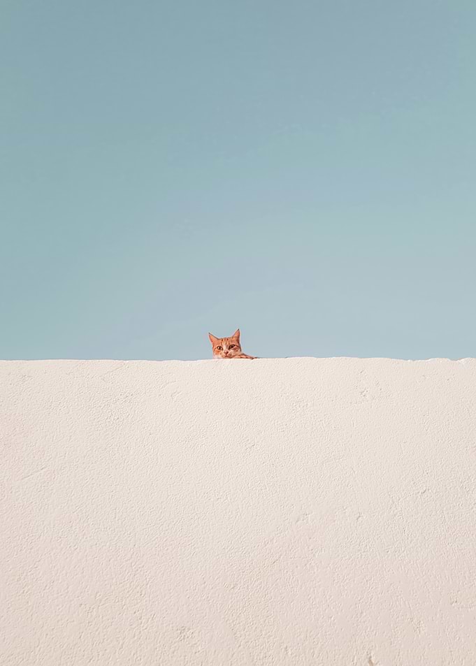 Ginger cat peeking over white wall