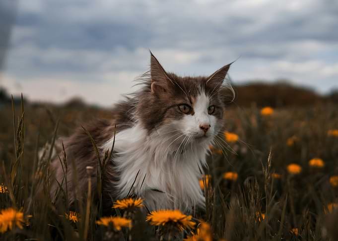 Cat in a field of dandelions