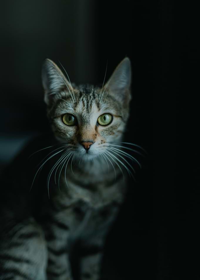 Portrait of a Tabby Cat