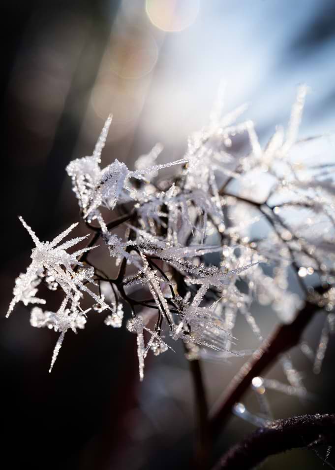 Frosty Plant in Winter Sunlight