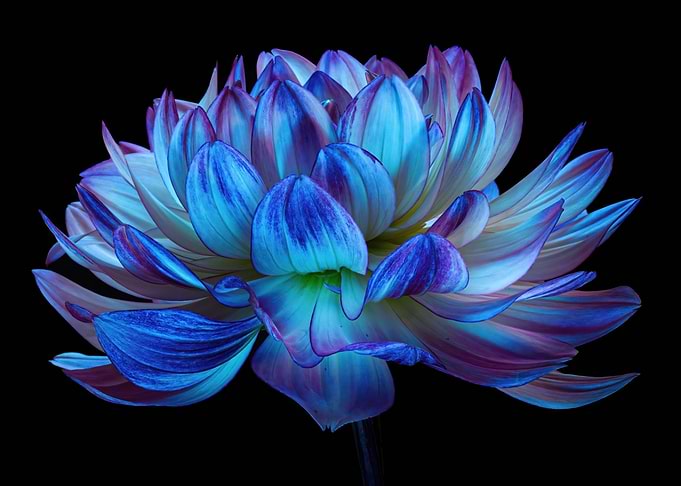 Blue and Purple Dahlia Flower