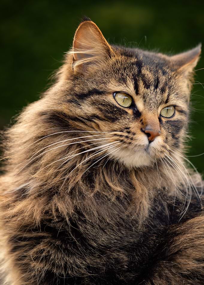 Portrait of a Brown Tabby Cat
