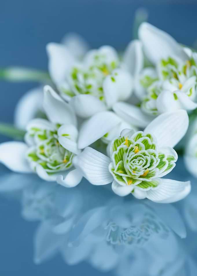 Snowdrop Flowers on Reflective Blue Surface