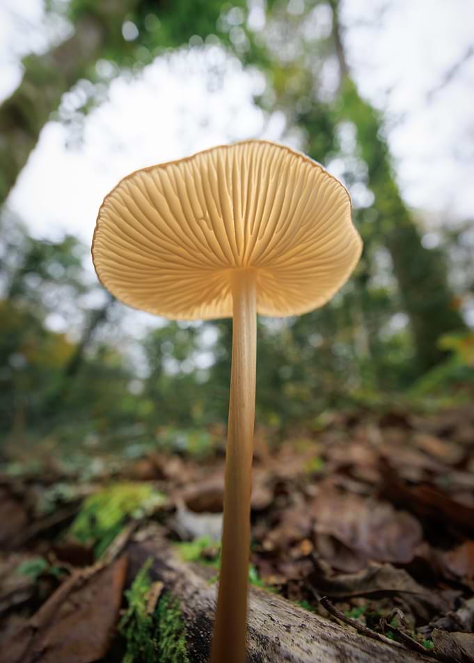 Mushroom in Forest