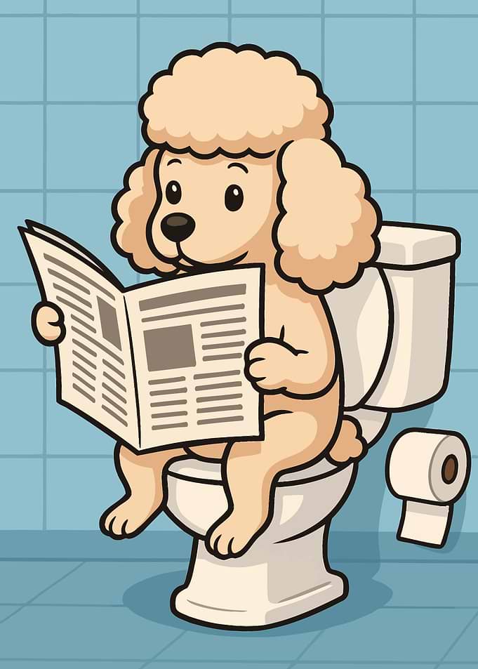 Poodle Reading Newspaper on Toilet