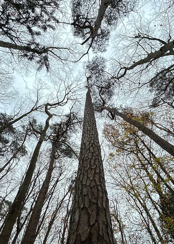 Looking Up at Tall Forest Trees
