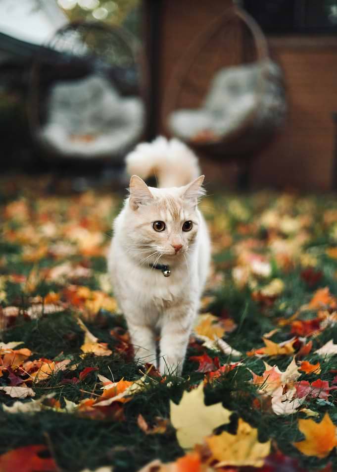 Cat in Autumn Leaves