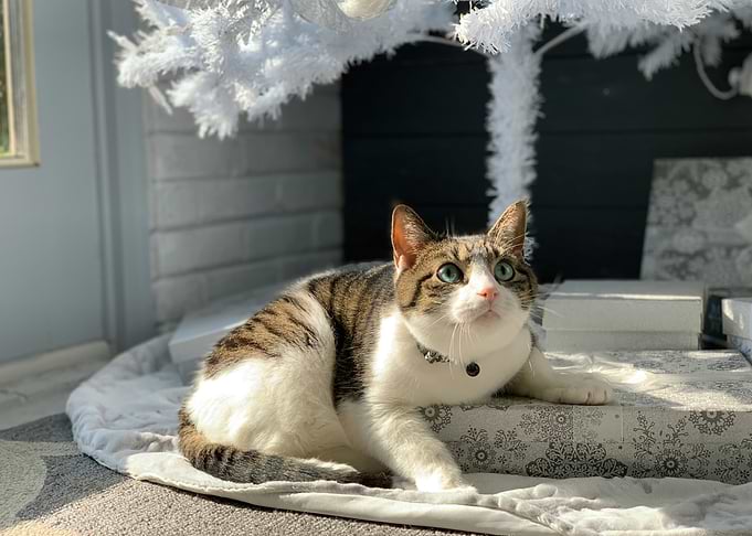 Cat under Christmas tree
