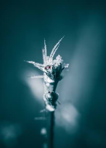 Frozen Plant Close-Up