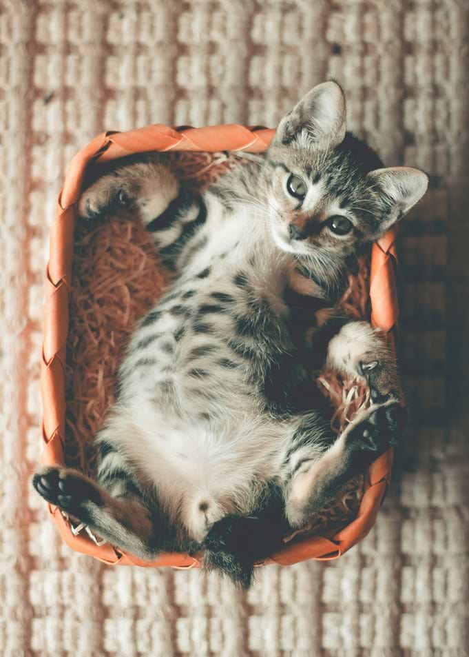 Cute Kitten Relaxing in Basket
