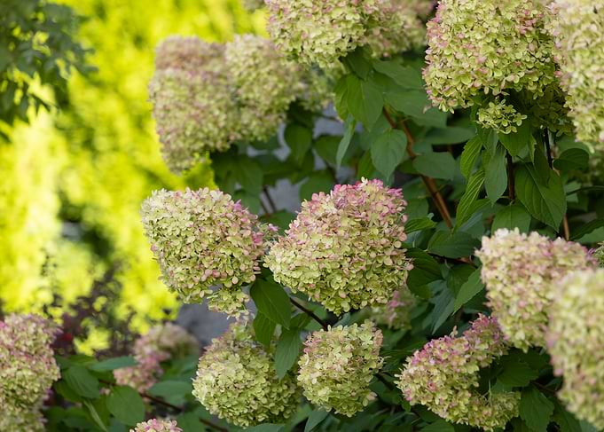 Hydrangea Bush with Green and Pink Flowers