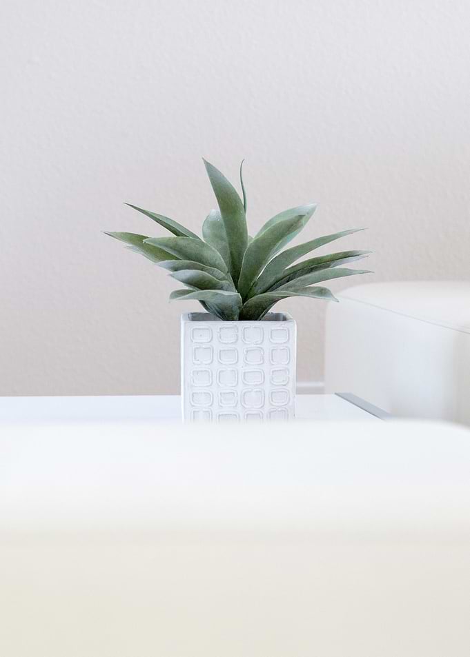 Potted Plant on White Surface