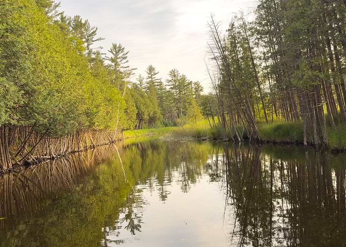 Calm River Surrounded by Green Trees