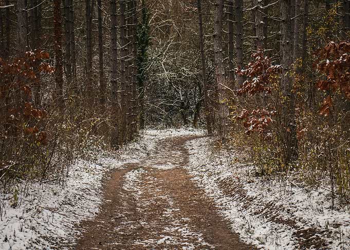 Snowy Path Through the Woods