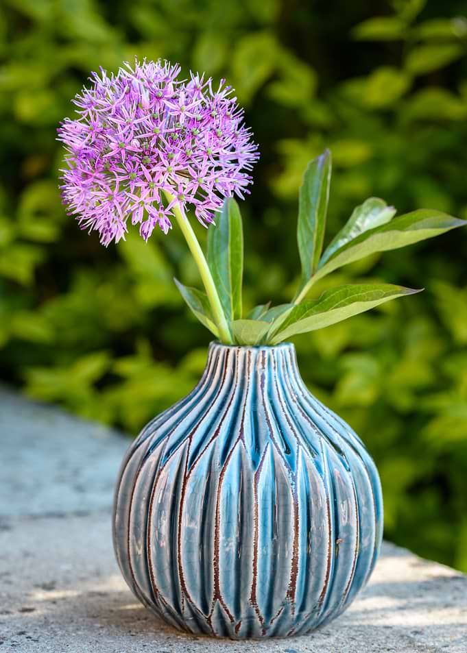 Allium Flower in Blue Vase