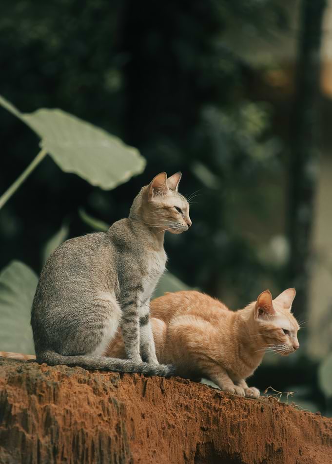 Two Cats on a Ledge