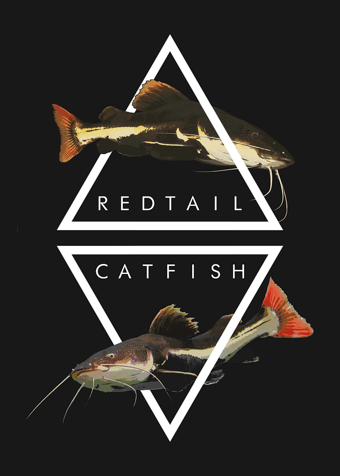 Redtail Catfish Tropical Fish Keeper Poster