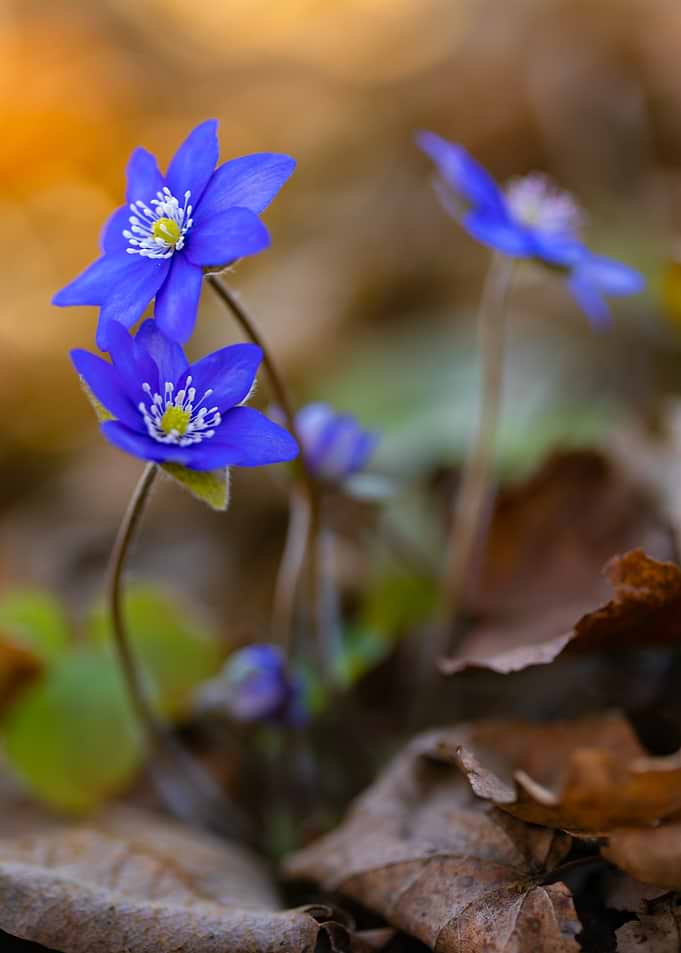 Blue Hepatica Flowers in Forest