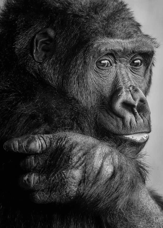 Black and White Gorilla Portrait