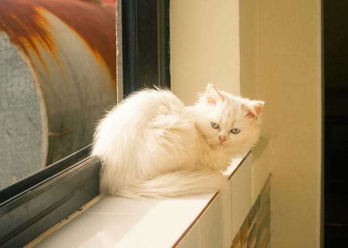White Cat on Window Sill