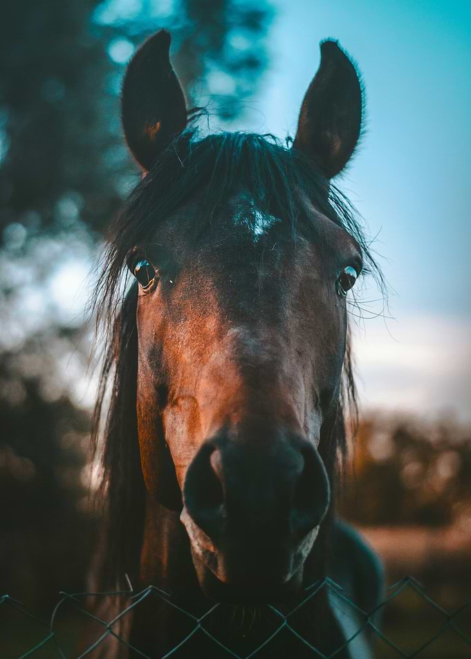 Close-up Portrait of a Brown Horse