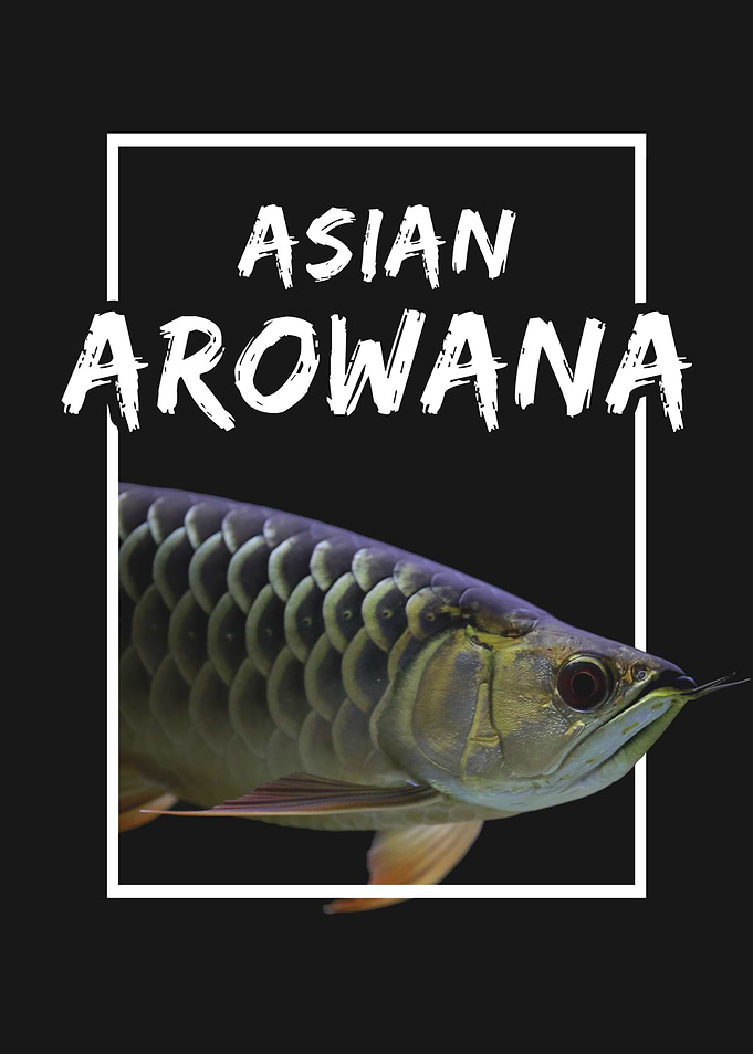 Arowana Tropical Fish Keeper
