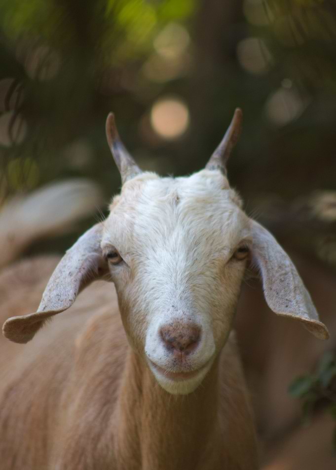 Goat Portrait