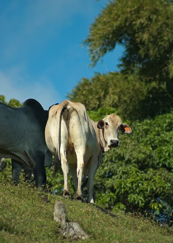 Cows on a grassy hill