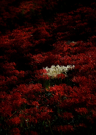 Field of Red Spider Lilies