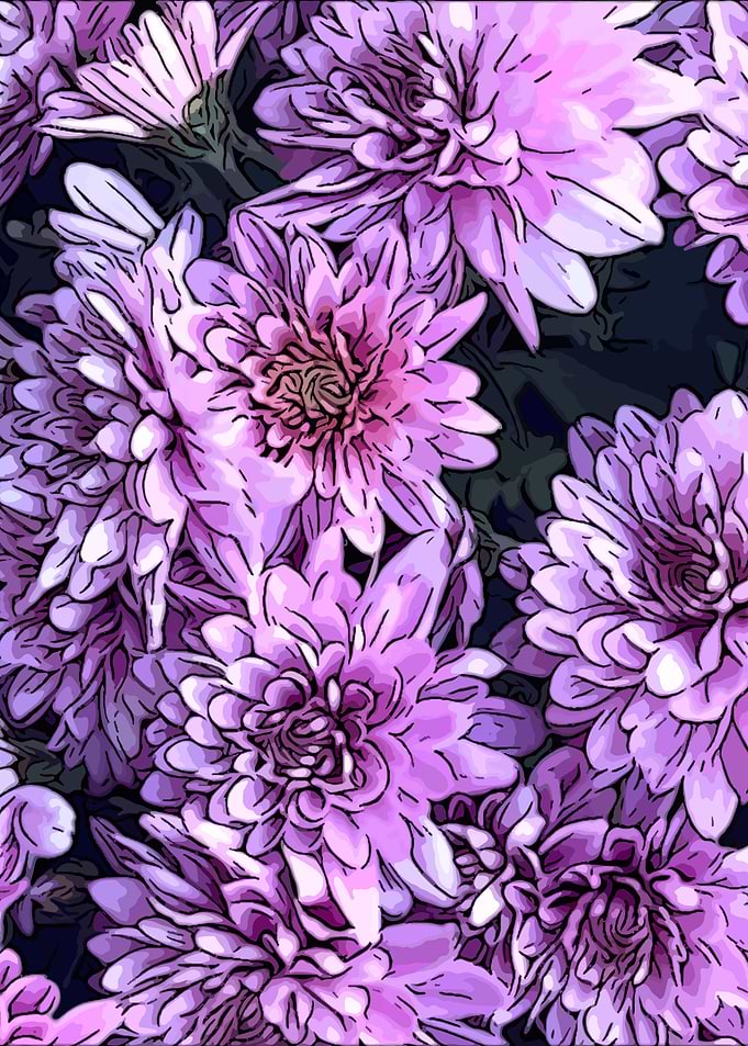 Purple Chrysanthemum Flowers