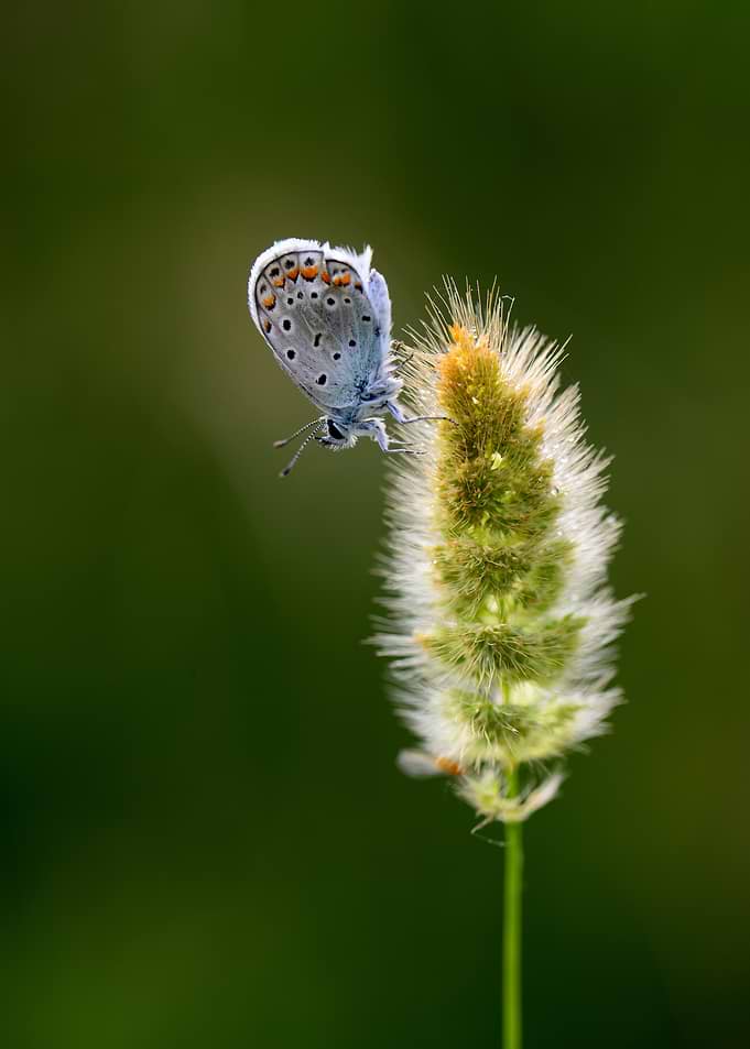 Delicate Blue Butterfly on Grass – Fine Art Macro Nature