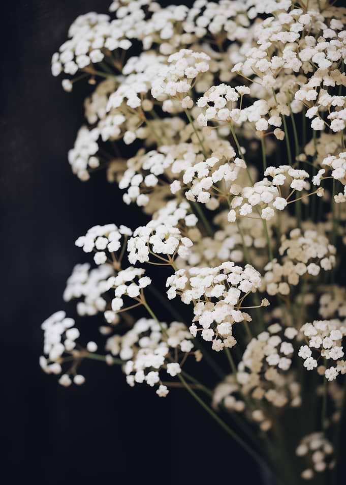 White Flowers on Dark
