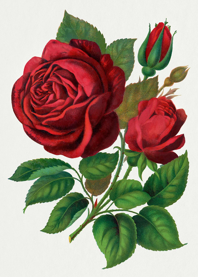 Red Roses Botanical Illustration