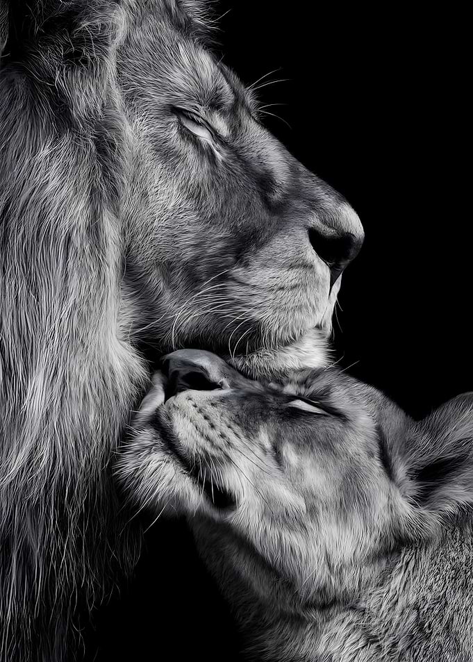 Lion and Lioness Affectionate