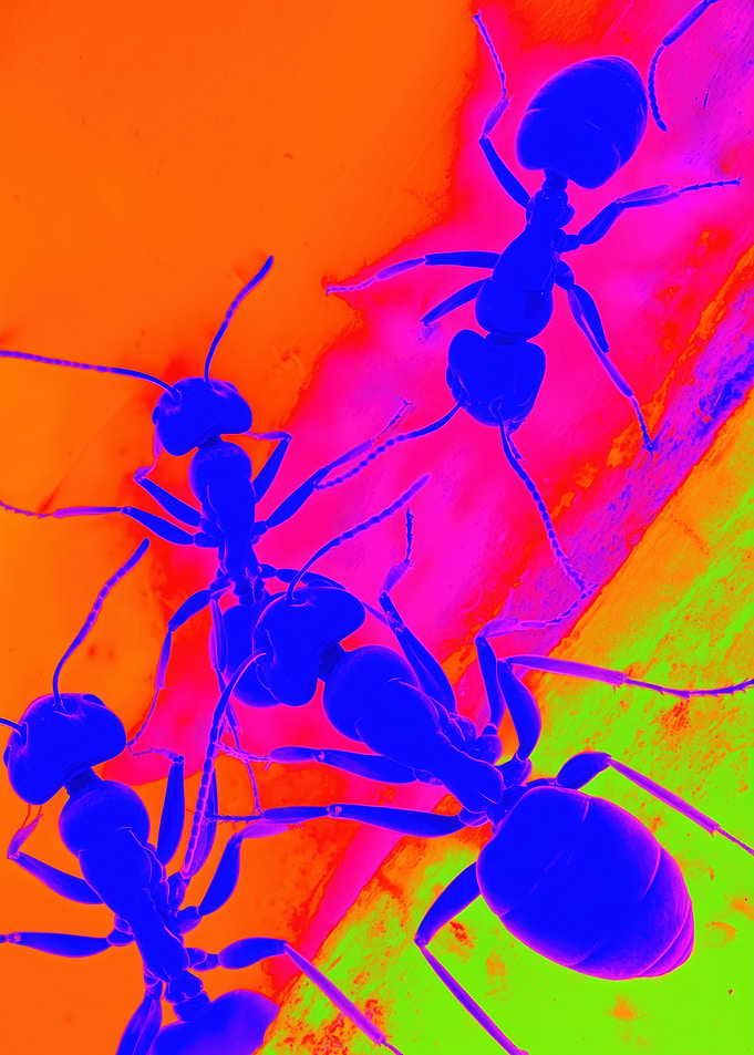 Colorful Neon Metal Ants