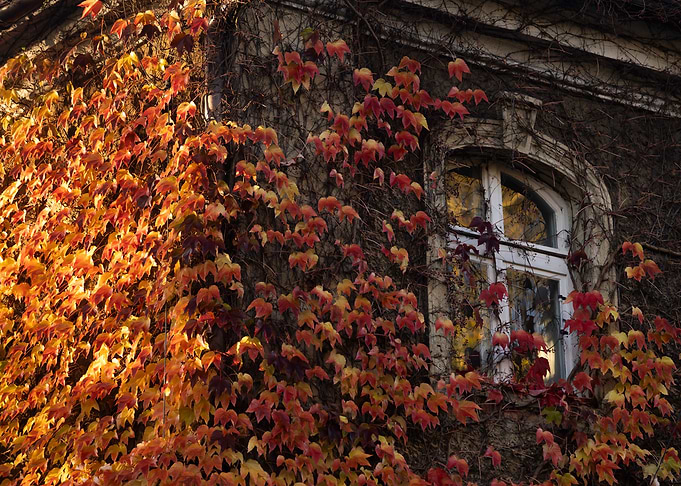 Autumn Vines on Building Facade