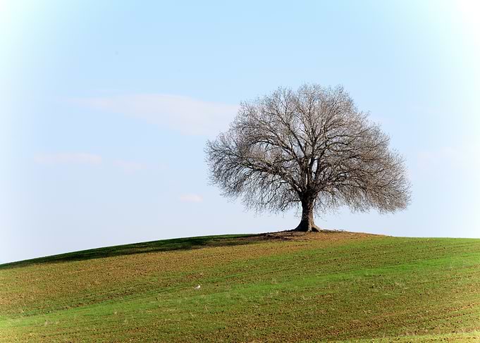 Solitary Tree on a Serene Hill – Fine Art Minimal Landscape