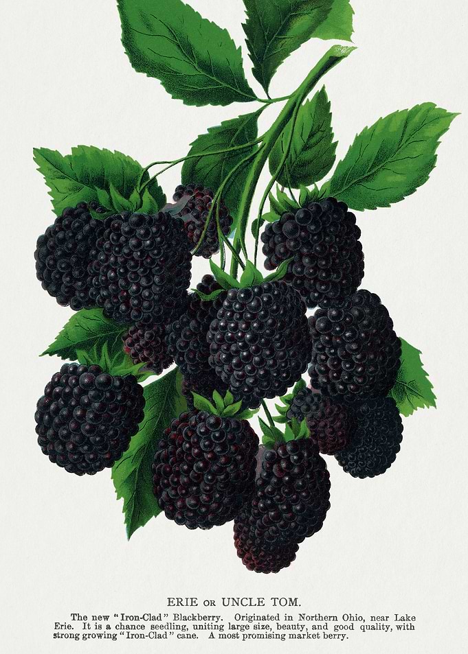 Erie or Uncle Tom Blackberries