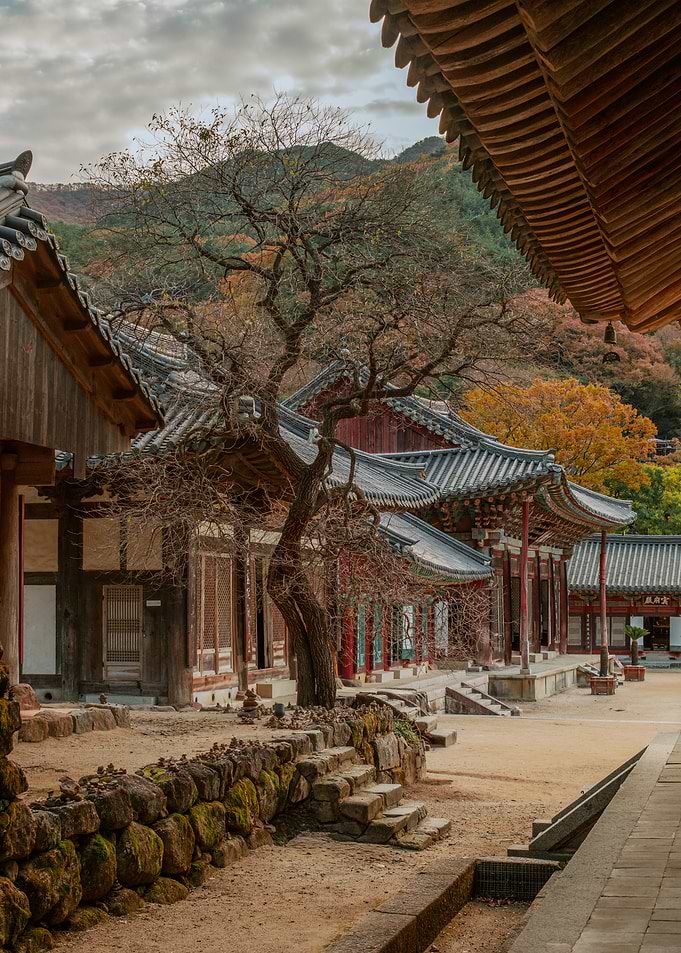 Old Tree at Hwaeomsa Temple, South Korea