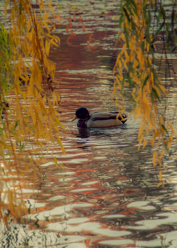 Duck swimming in a pond