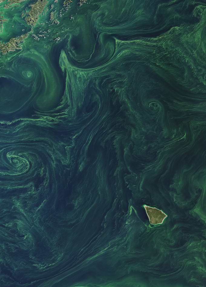 Oceanic Swirls: Algae Bloom Dynamics