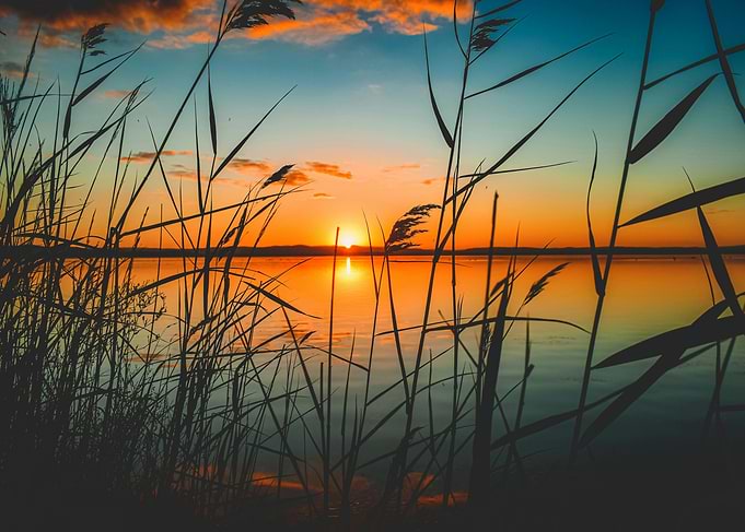 Sunset over water with reeds