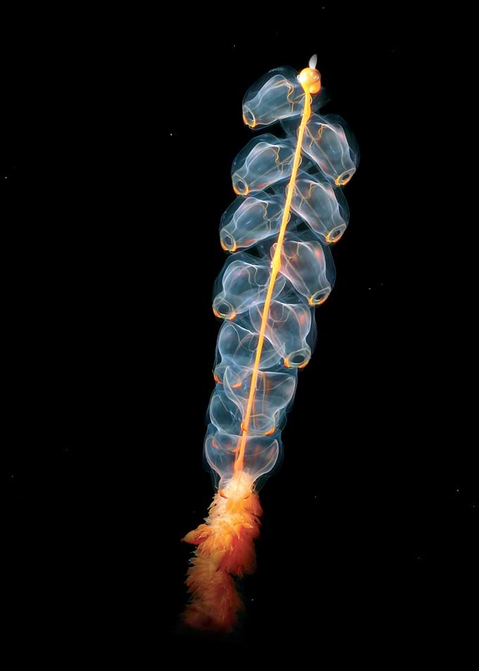 Pyrosome Colony in Dark Ocean