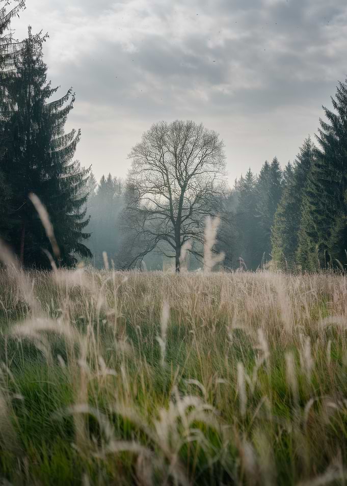 Tree in a field
