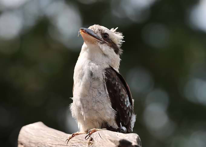 Kookaburra portrait on a branch